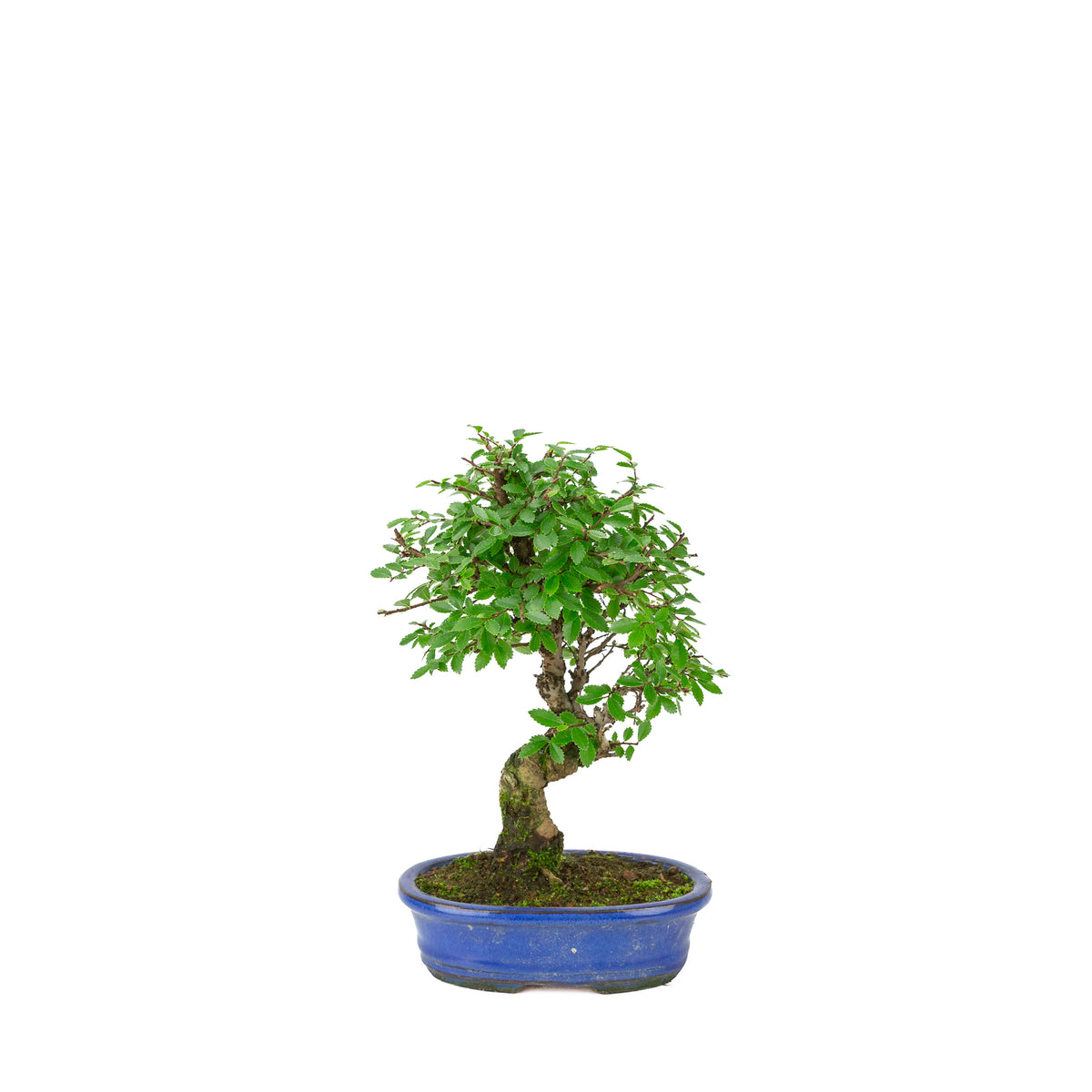 Zelkova nire (Japanische Ulme) in blauer ovaler Schale, Höhe ~28cm
