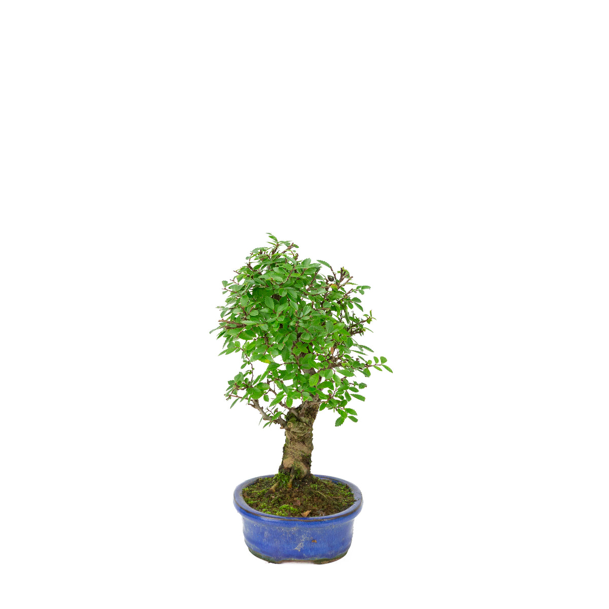 Zelkova nire (Japanische Ulme) in blauer ovaler Schale, Höhe ~28cm