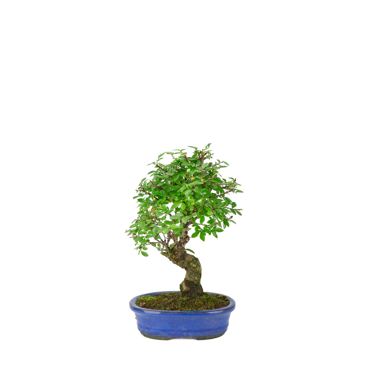 Zelkova nire (Japanische Ulme) in blauer ovaler Schale, Höhe ~28cm