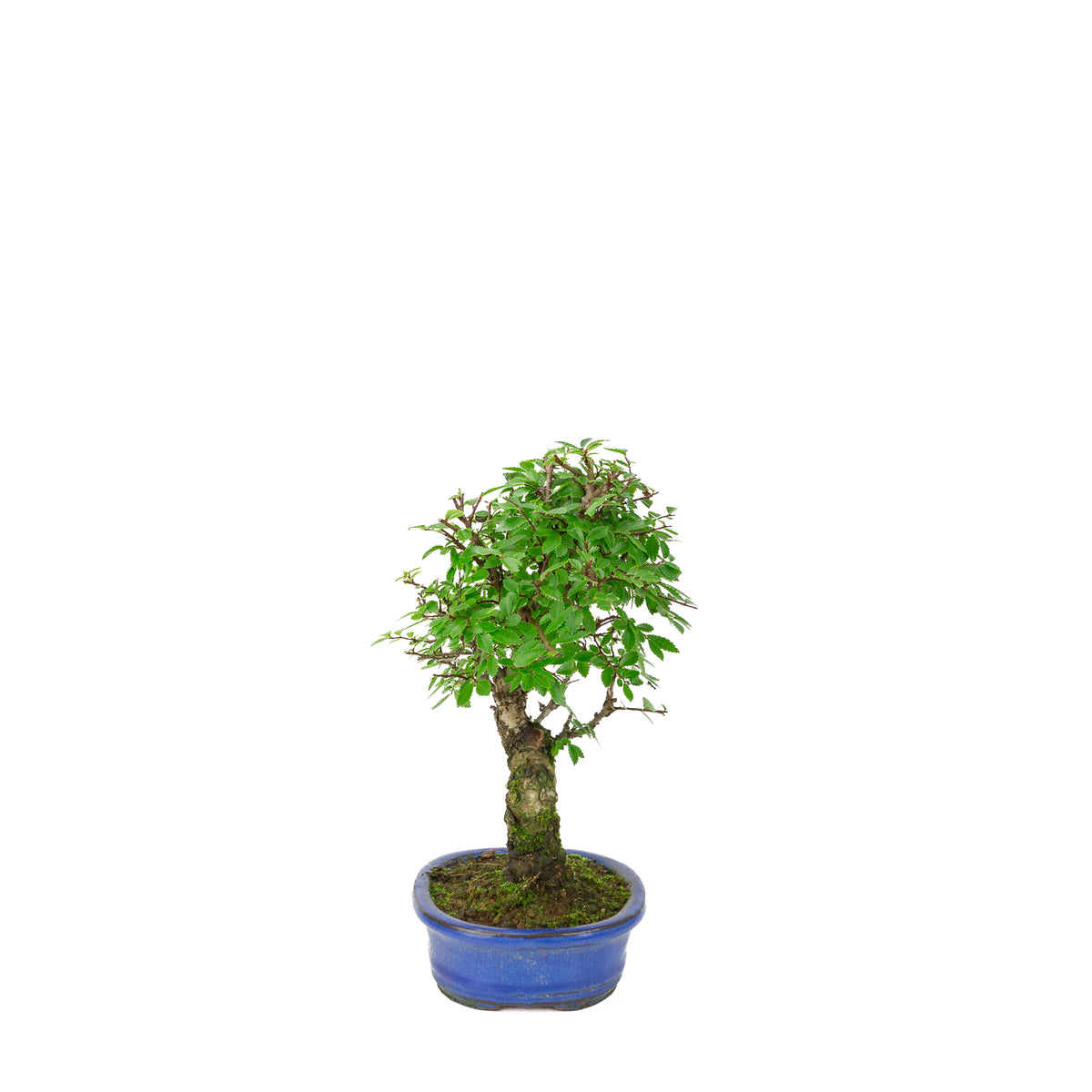 Zelkova nire (Japanische Ulme) in blauer ovaler Schale, Höhe ~28cm
