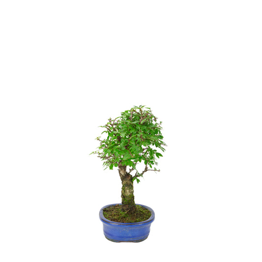 Zelkova nire (Japanische Ulme) in blauer ovaler Schale, Höhe ~28cm