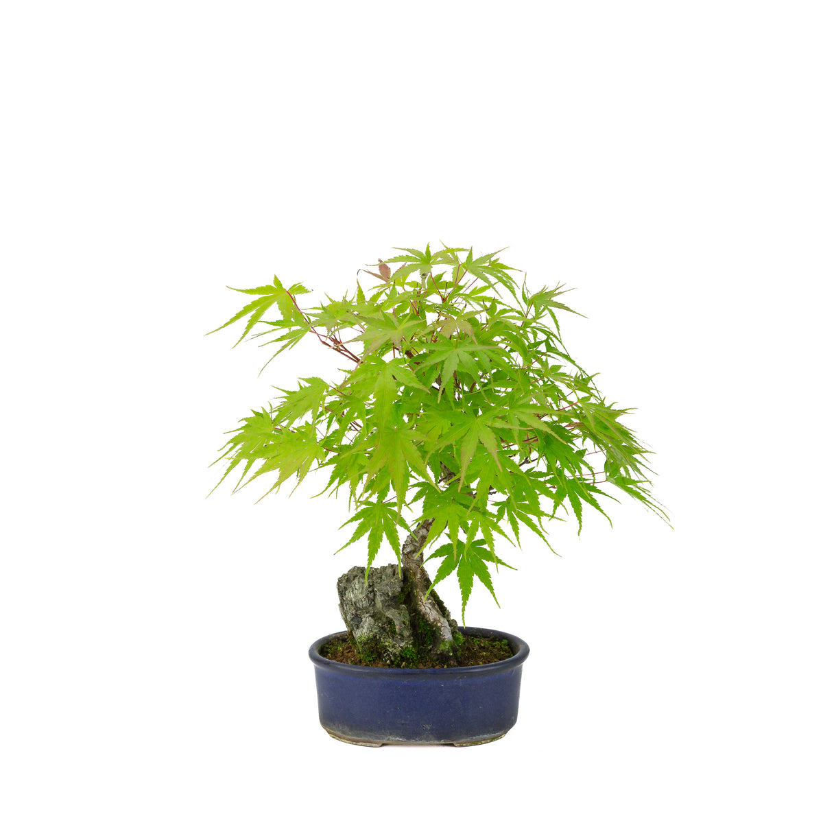 Acer palmatum 'Arakawa' (Japanischer Ahorn) Seki-jojo in blauer ovaler Schale, Höhe ~30 cm