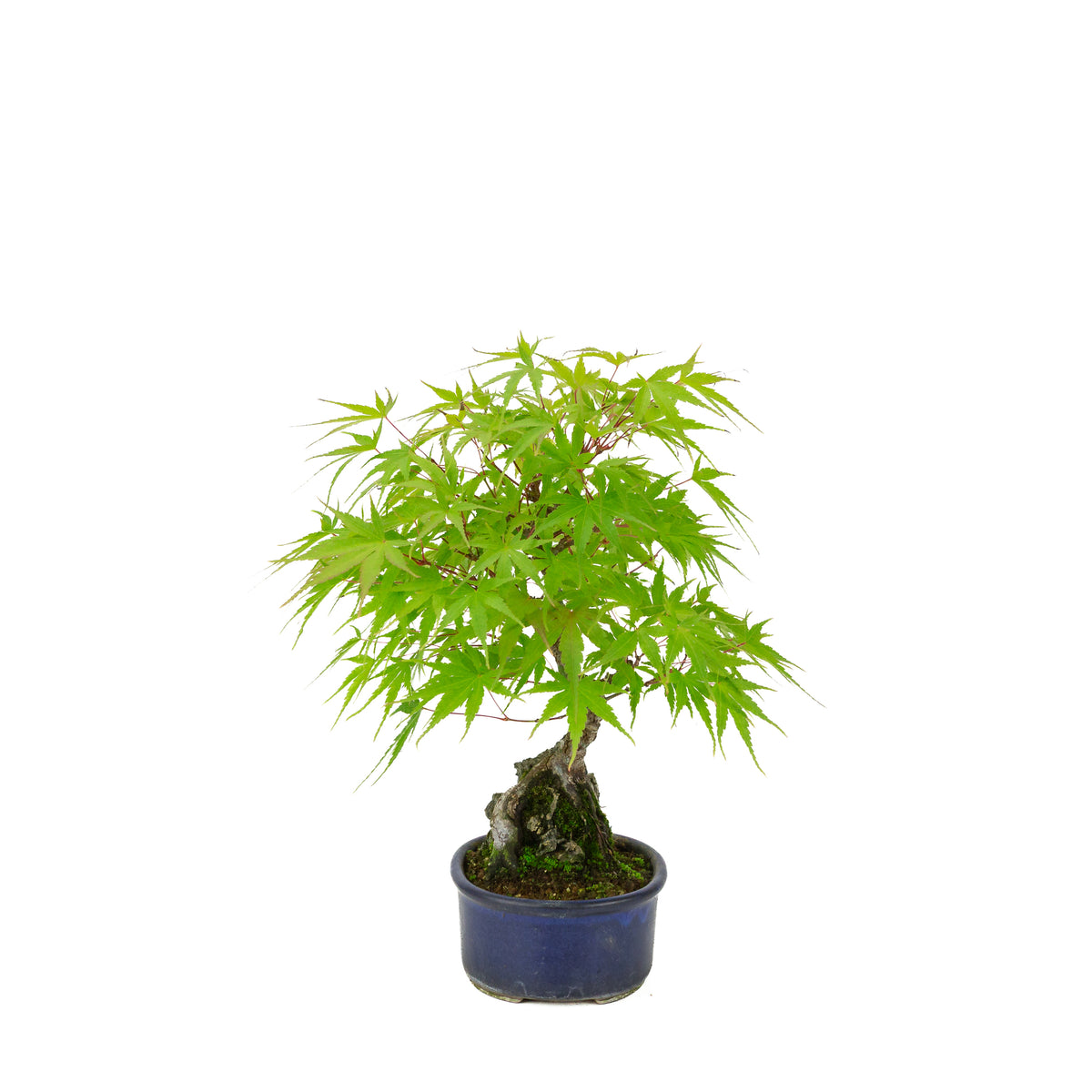 Acer palmatum 'Arakawa' (Japanischer Ahorn) Seki-jojo in blauer ovaler Schale, Höhe ~30 cm