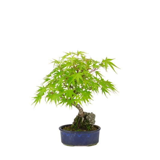 Acer palmatum 'Arakawa' (Japanischer Ahorn) Seki-jojo in blauer ovaler Schale, Höhe ~30 cm