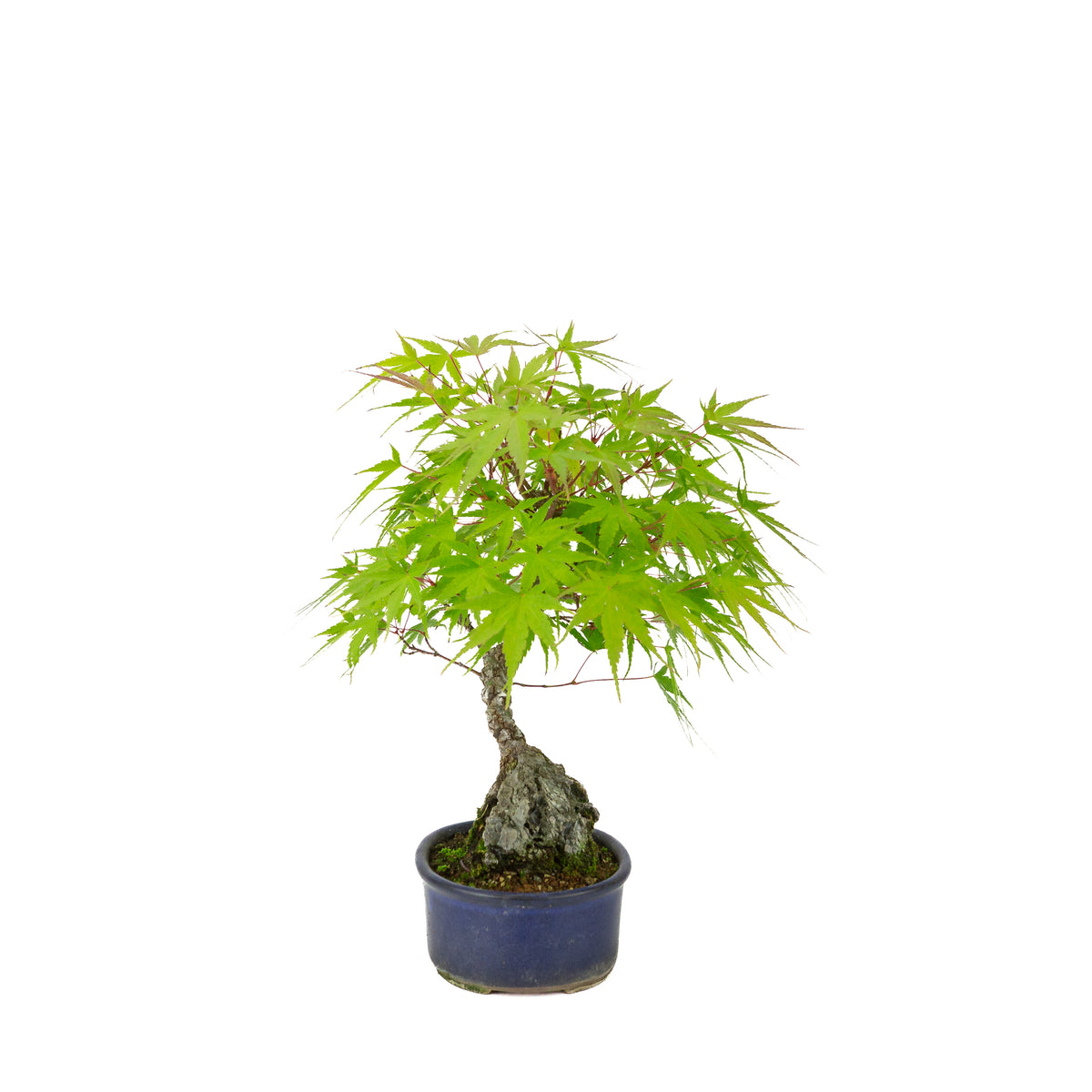 Acer palmatum 'Arakawa' (Japanischer Ahorn) Seki-jojo in blauer ovaler Schale, Höhe ~30 cm