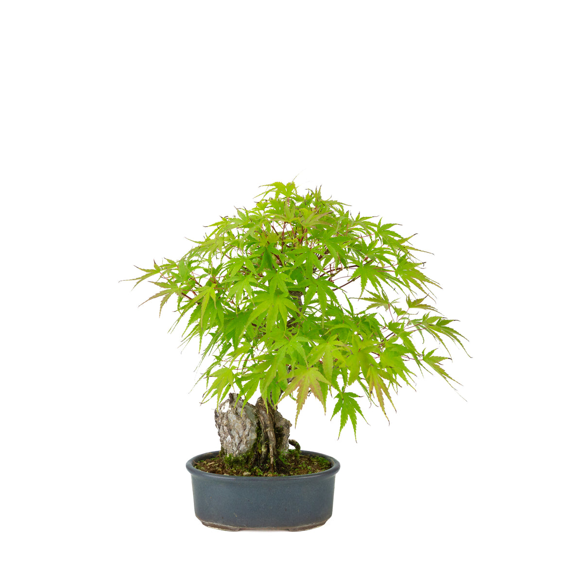 Acer palmatum 'Arakawa' (Japanischer Fächerahorn) Seki-joju in blauer ovaler Schale, Höhe ~32 cm