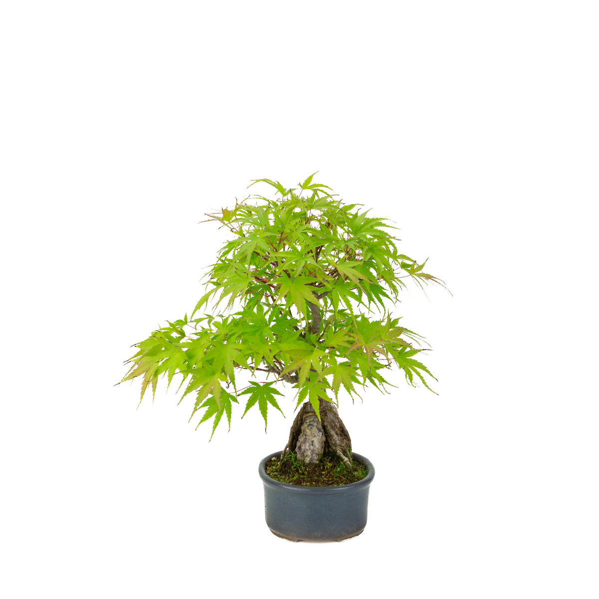 Acer palmatum 'Arakawa' (Japanischer Fächerahorn) Seki-joju in blauer ovaler Schale, Höhe ~32 cm