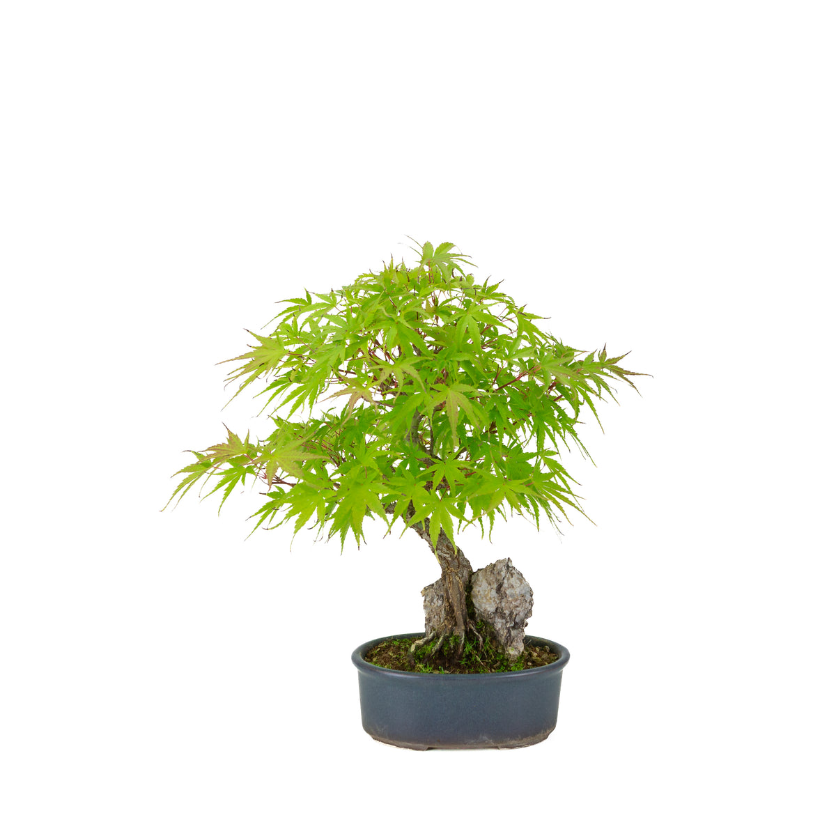 Acer palmatum 'Arakawa' (Japanischer Fächerahorn) Seki-joju in blauer ovaler Schale, Höhe ~32 cm
