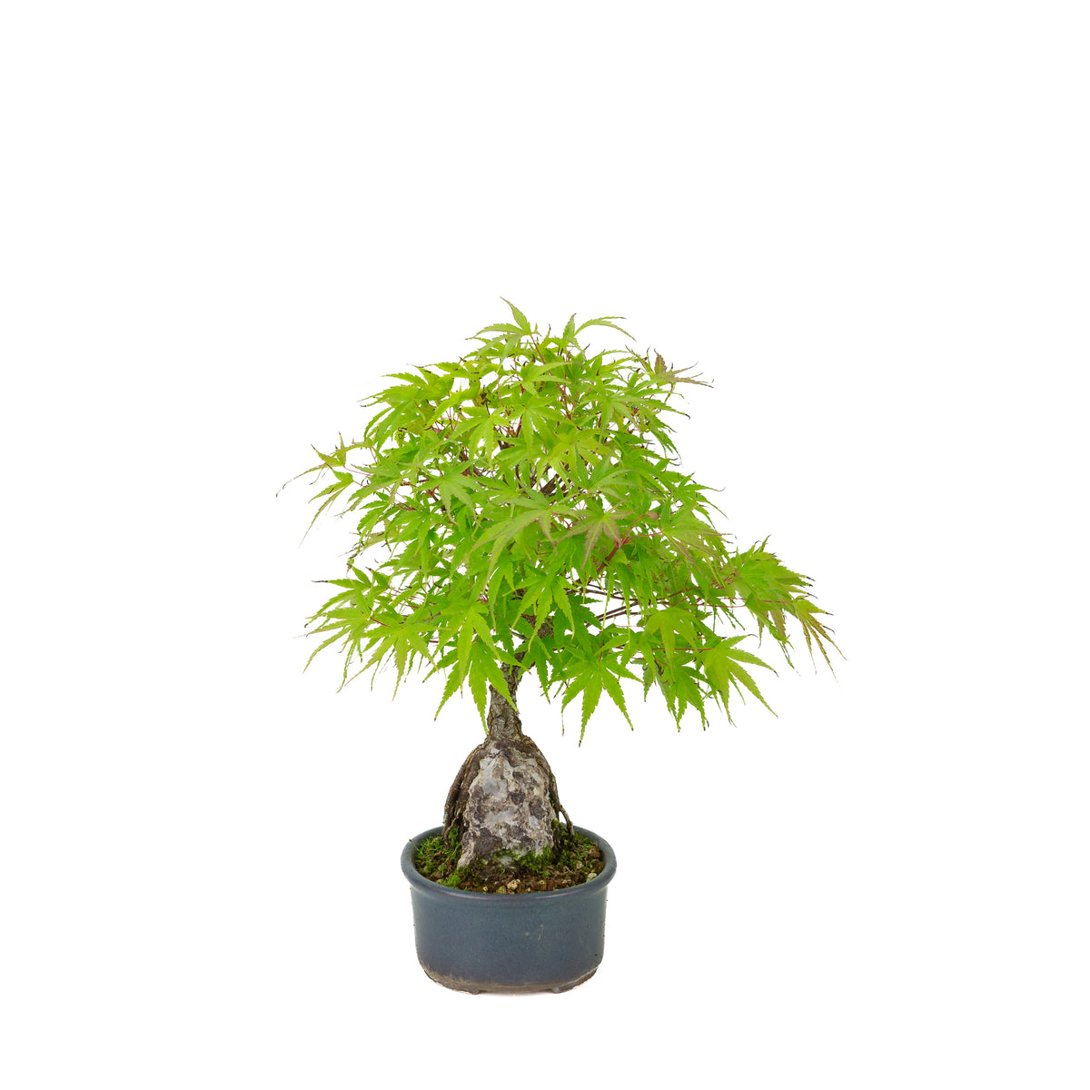 Acer palmatum 'Arakawa' (Japanischer Fächerahorn) Seki-joju in blauer ovaler Schale, Höhe ~32 cm
