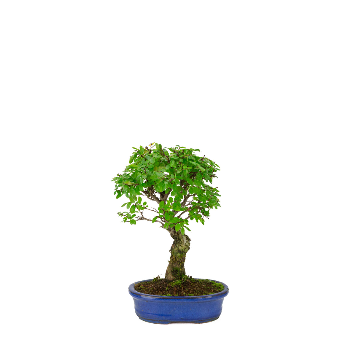 Zelkova nire (Japanische Ulme) in blauer ovaler Schale, Höhe ~28 cm