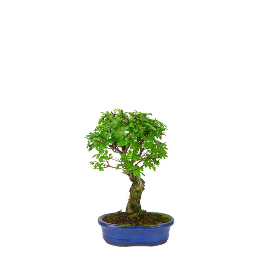 Zelkova nire (Japanische Ulme) in blauer ovaler Schale, Höhe ~28 cm