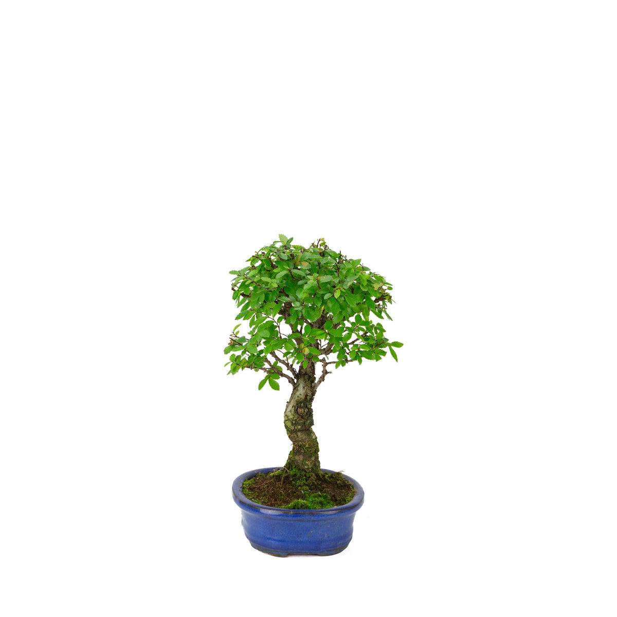 Zelkova nire (Japanische Ulme) in blauer ovaler Schale, Höhe ~28 cm