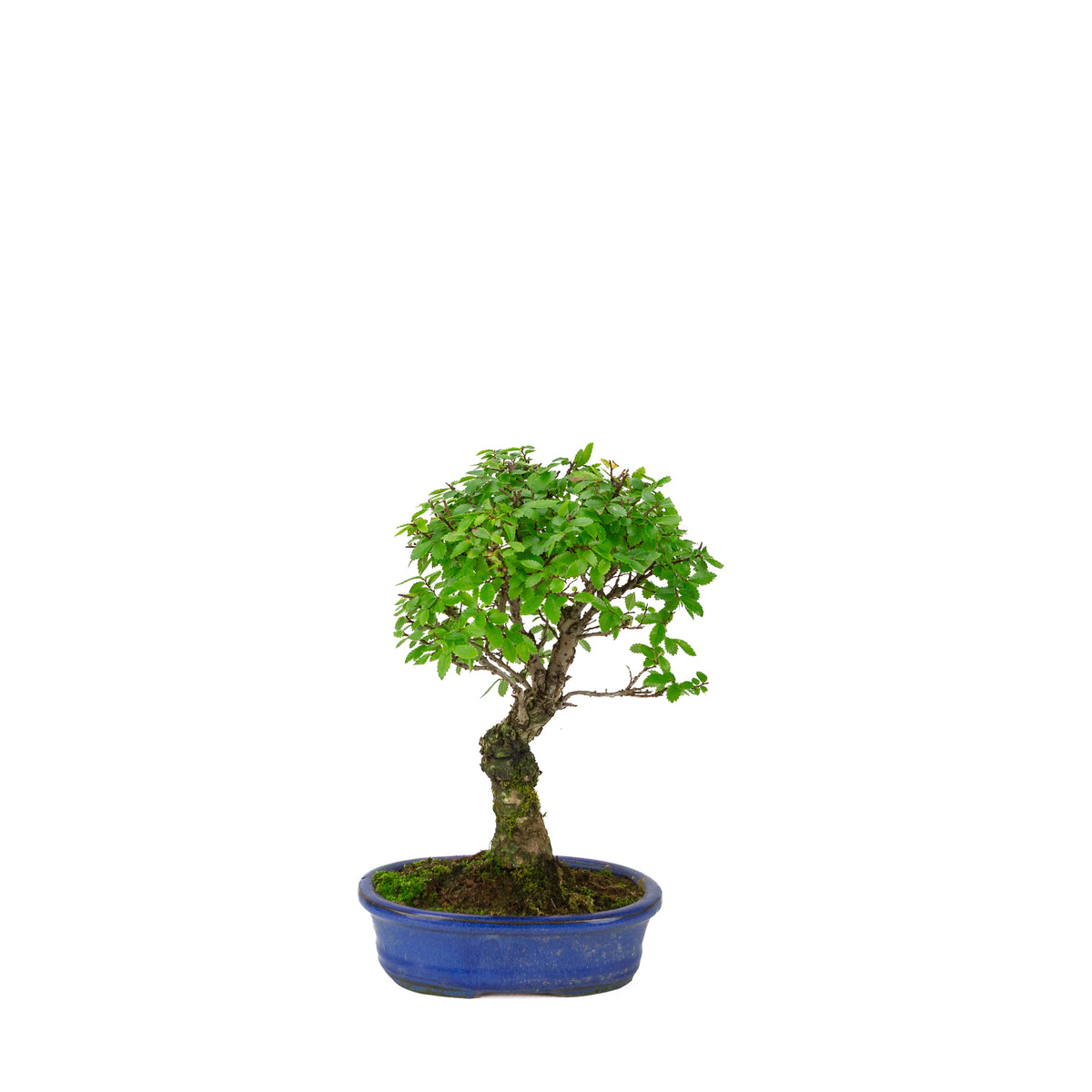 Zelkova nire (Japanische Ulme) in blauer ovaler Schale, Höhe ~28 cm