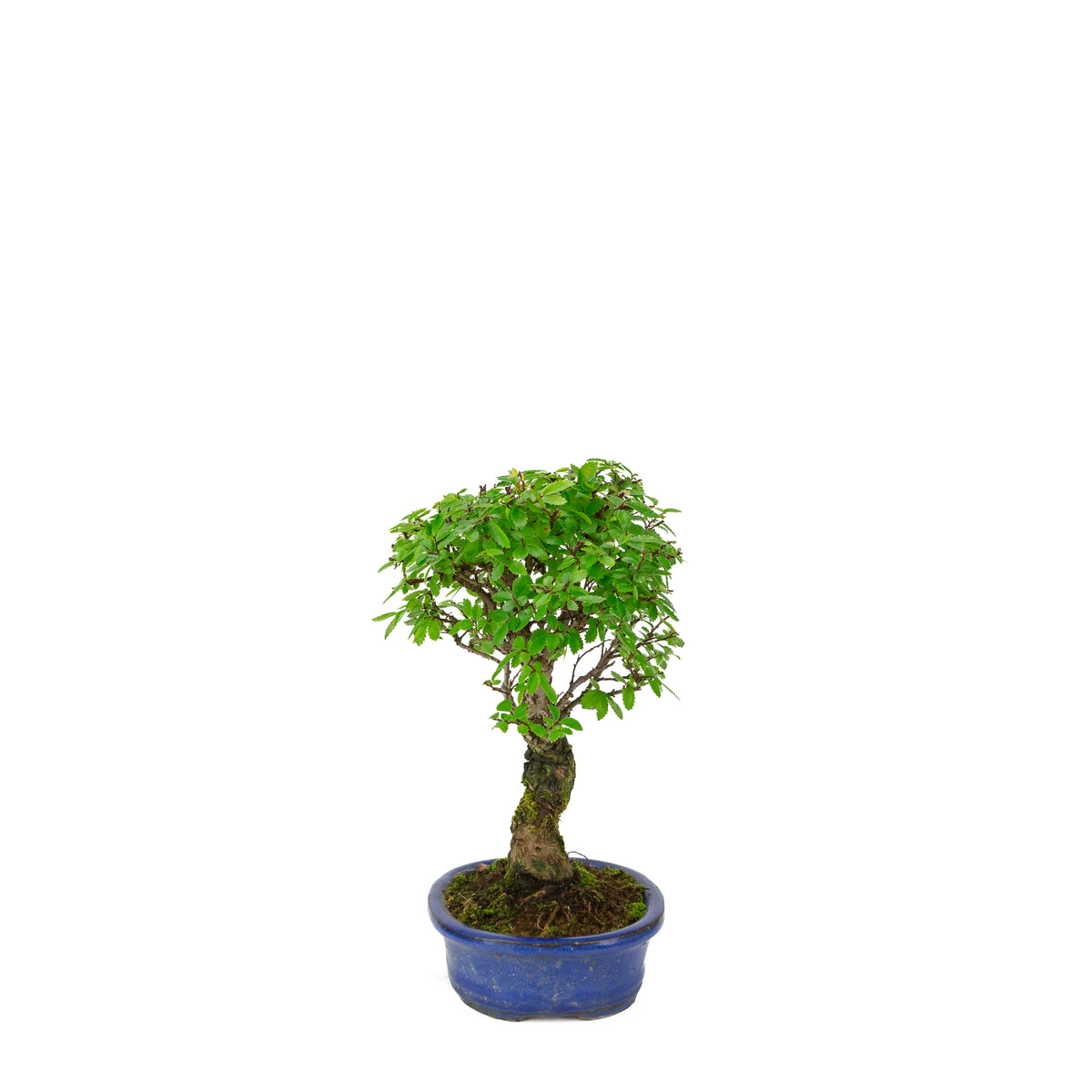 Zelkova nire (Japanische Ulme) in blauer ovaler Schale, Höhe ~28 cm