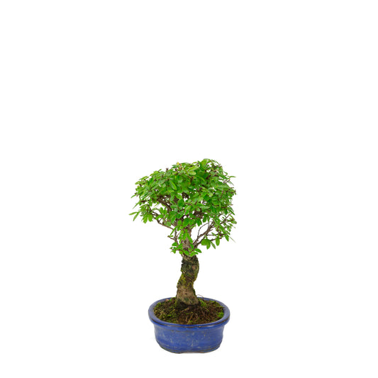 Zelkova nire (Japanische Ulme) in blauer ovaler Schale, Höhe ~28 cm