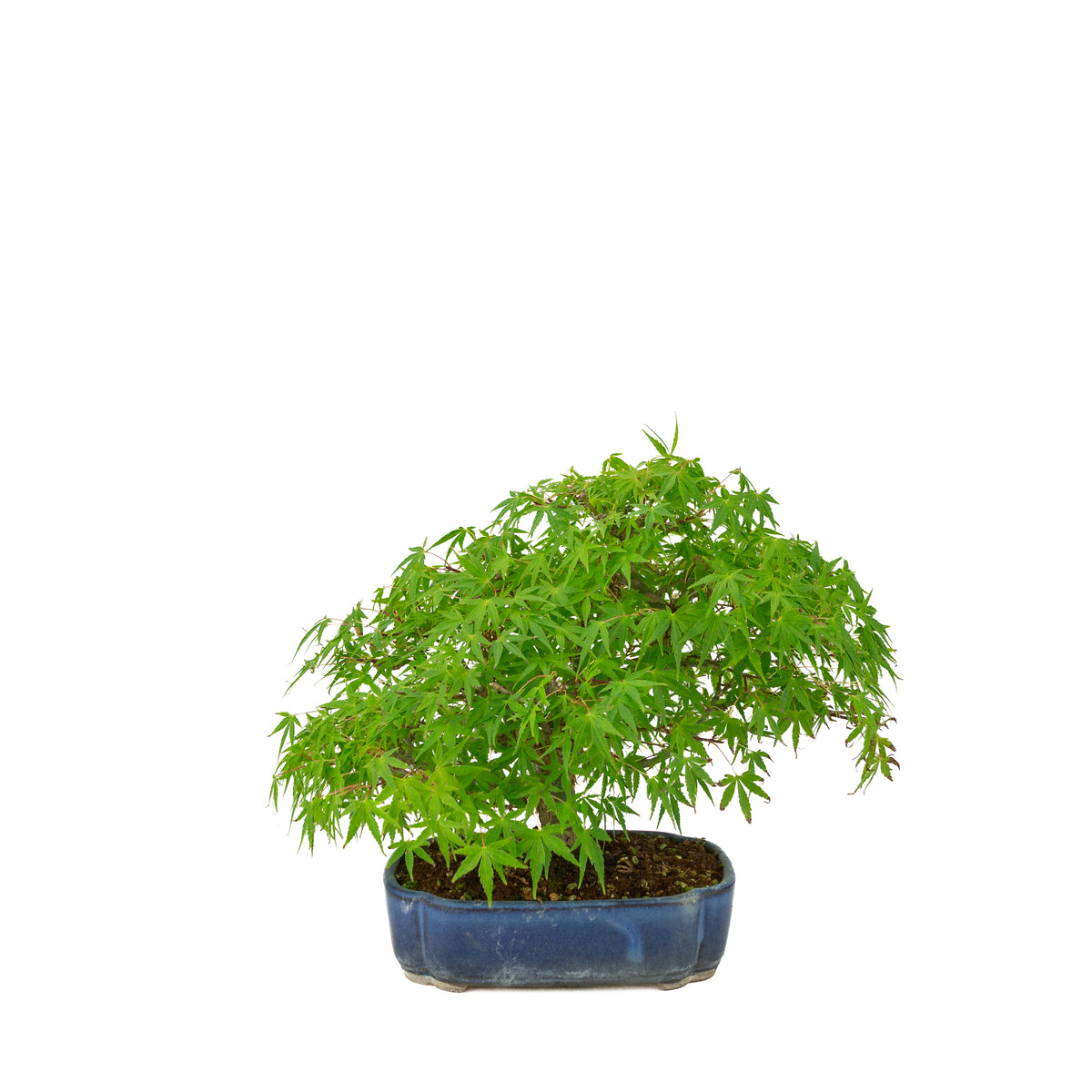 Acer palmatum (Japanischer Ahorn), blauer Mokko-Topf, Höhe ~26 cm