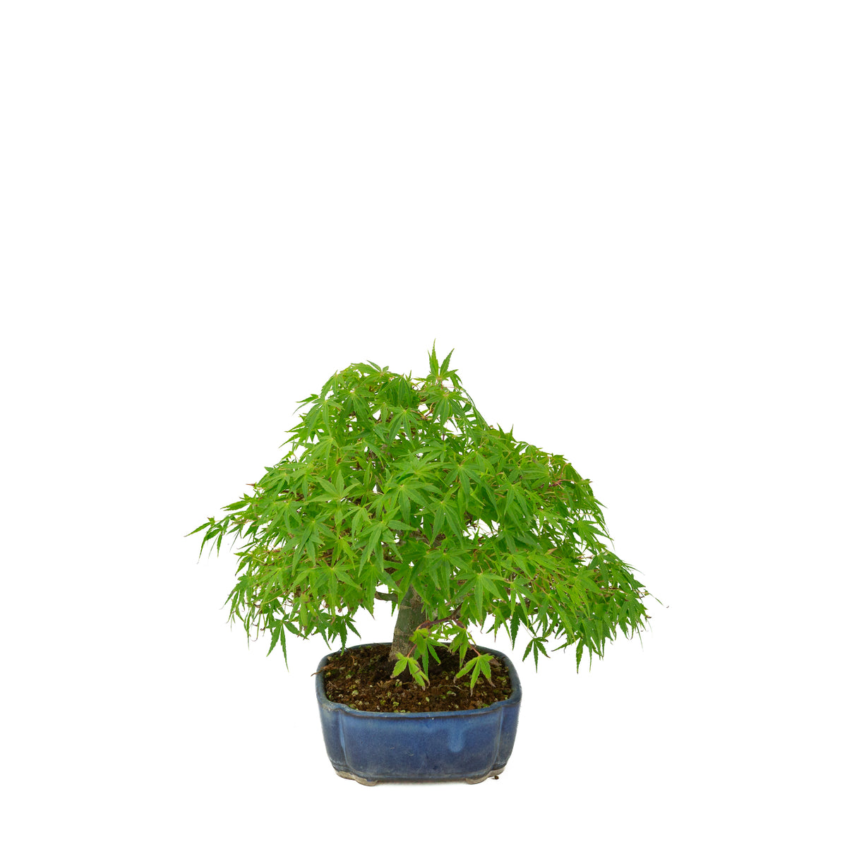 Acer palmatum (Japanischer Ahorn), blauer Mokko-Topf, Höhe ~26 cm