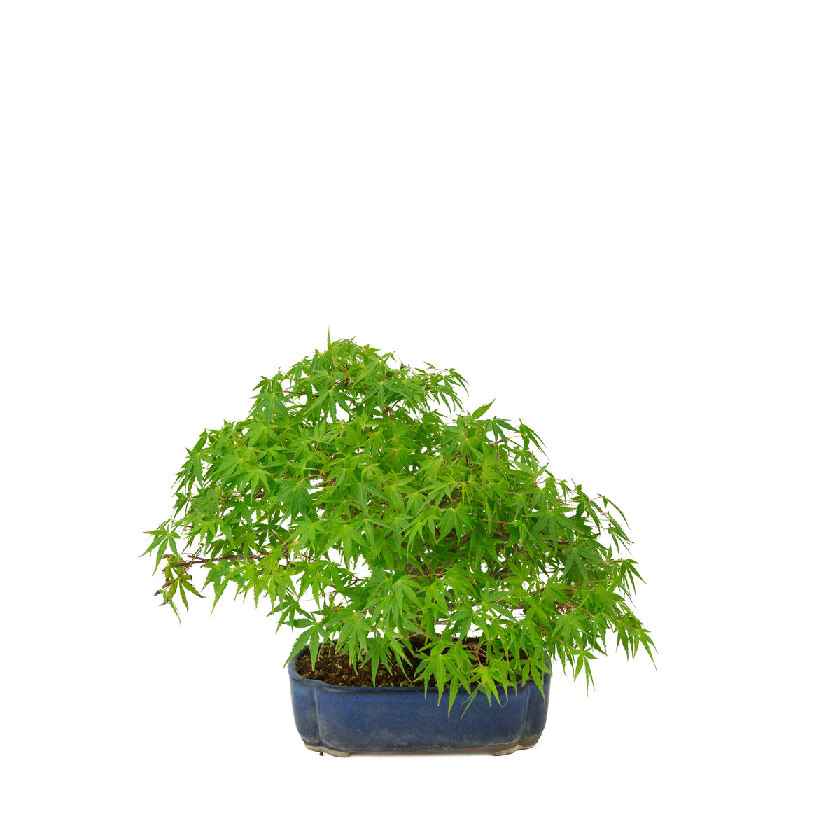 Acer palmatum (Japanischer Ahorn), blauer Mokko-Topf, Höhe ~26 cm