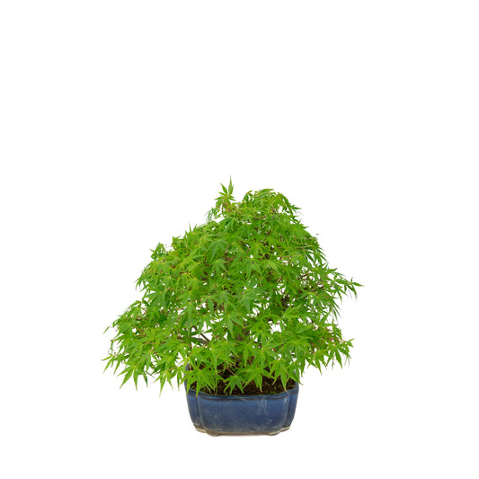 Acer palmatum (Japanischer Ahorn), blauer Mokko-Topf, Höhe ~26 cm