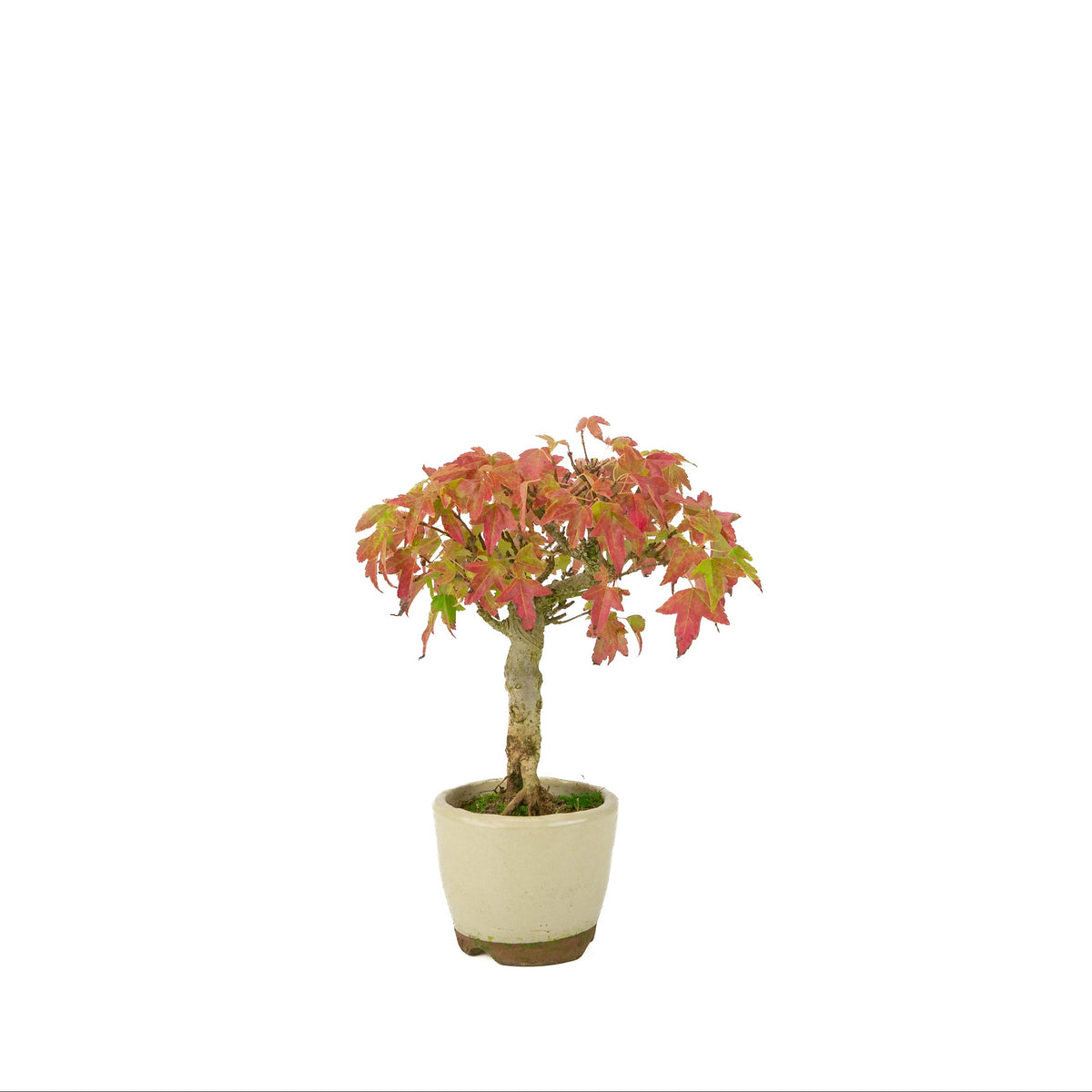 Acer buergerianum (Dreispitz-Ahorn) cremefarbener runder Topf, Höhe ~24 cm