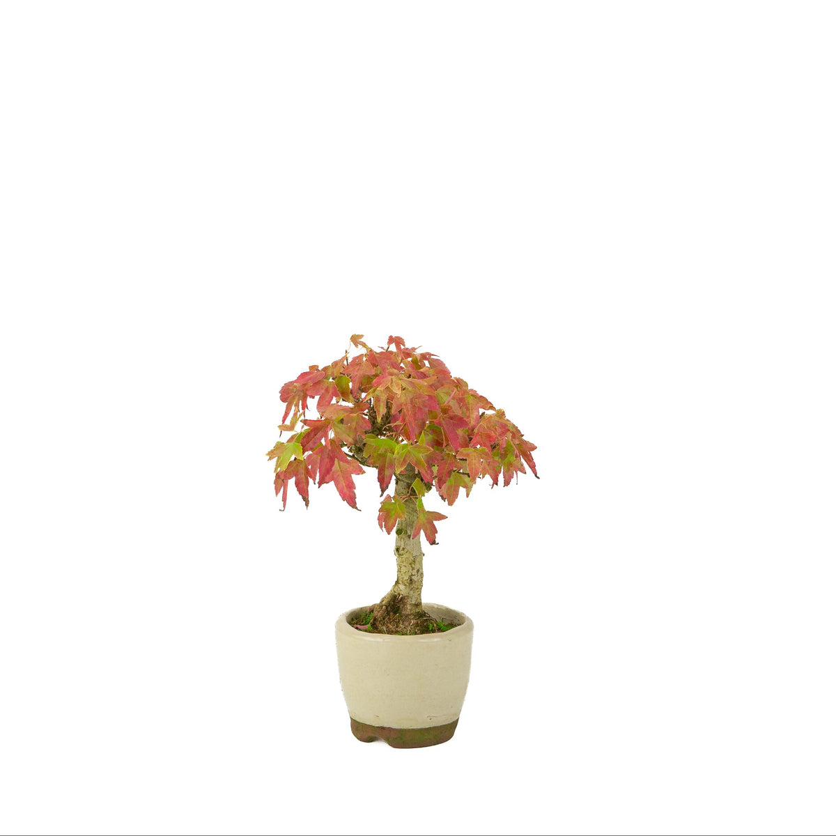 Acer buergerianum (Dreispitz-Ahorn) cremefarbener runder Topf, Höhe ~24 cm