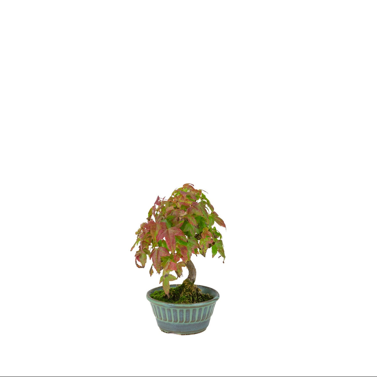 Acer buergerianum (Dreizack-Ahorn) blauwgrüner runder Topf, Höhe ~17 cm
