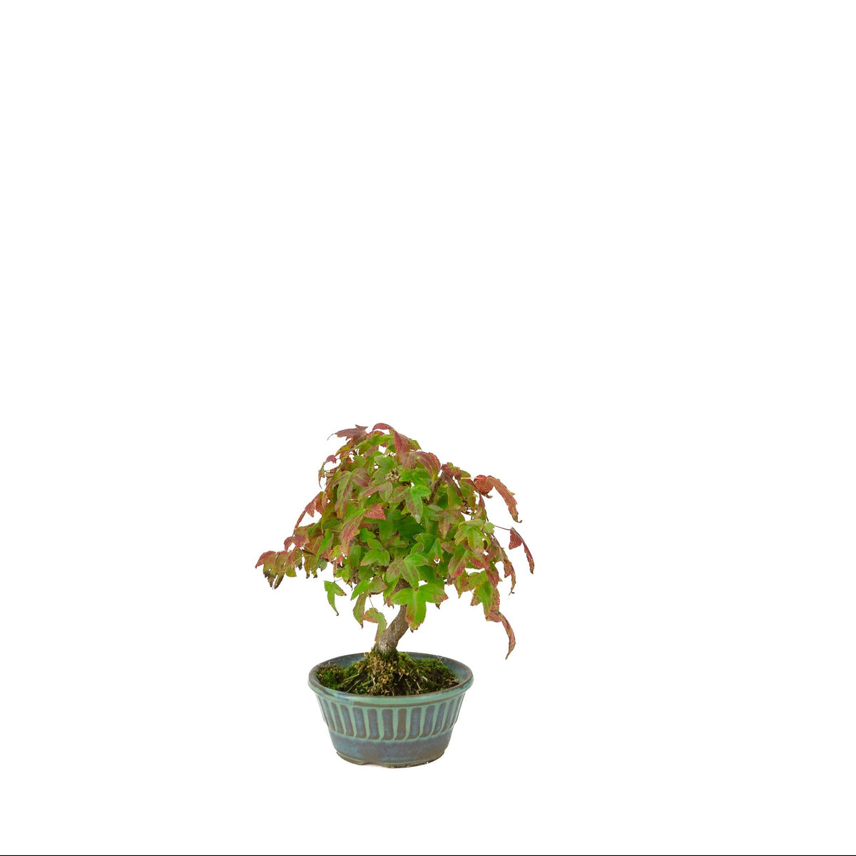 Acer buergerianum (Dreizack-Ahorn) blauwgrüner runder Topf, Höhe ~17 cm