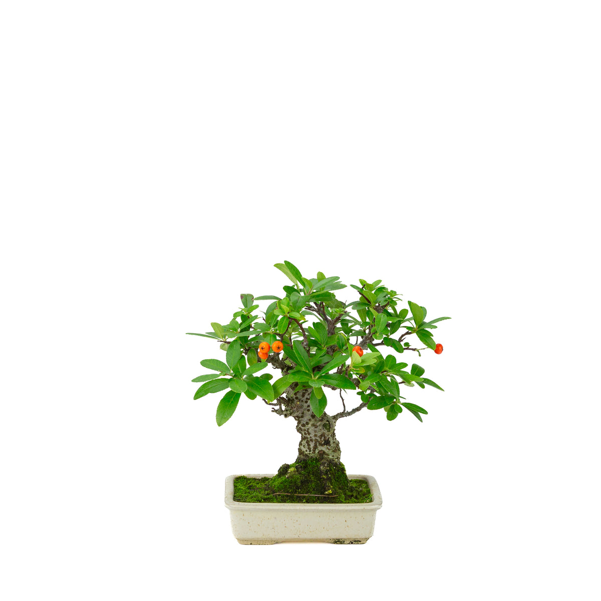Pyracantha angustifolia (Feuerdorn) cremefarbener rechteckiger Topf, Höhe ~24 cm