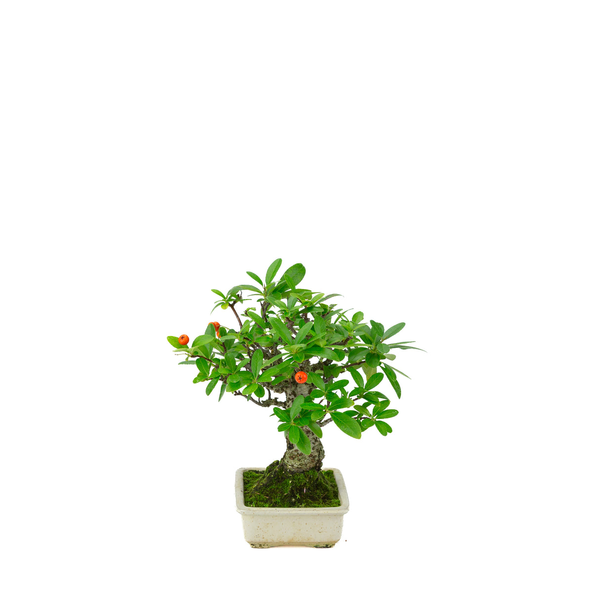 Pyracantha angustifolia (Feuerdorn) cremefarbener rechteckiger Topf, Höhe ~24 cm