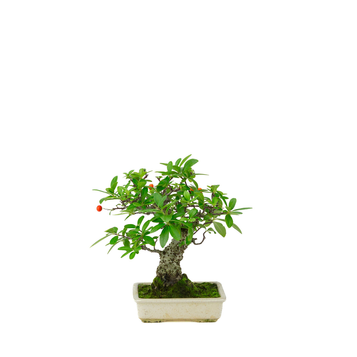 Pyracantha angustifolia (Feuerdorn) cremefarbener rechteckiger Topf, Höhe ~24 cm