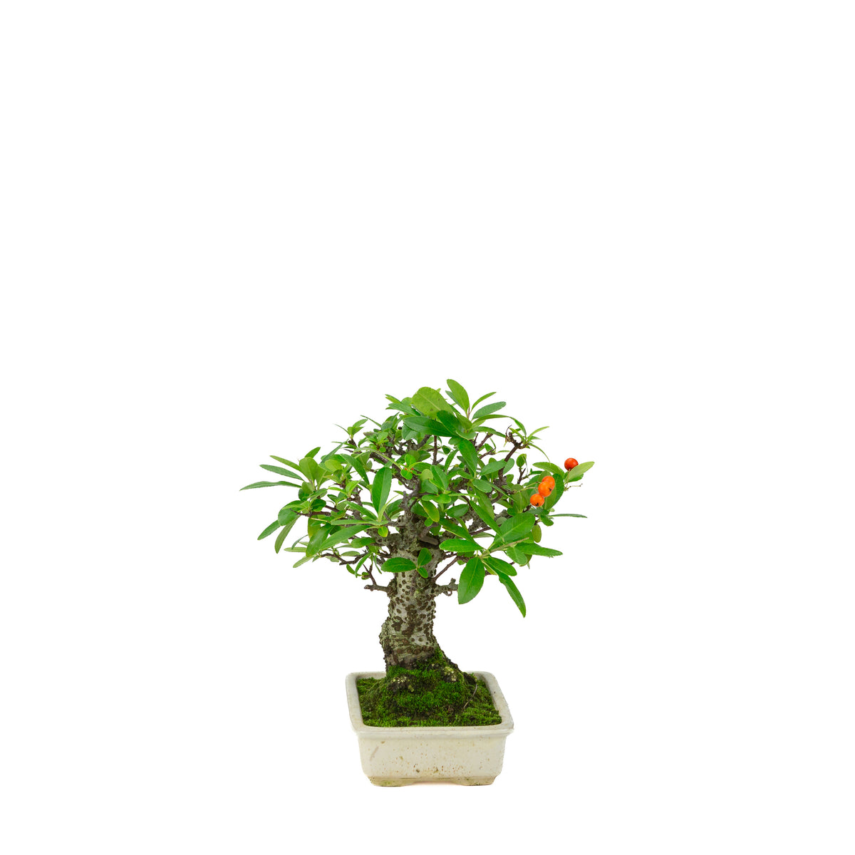 Pyracantha angustifolia (Feuerdorn) cremefarbener rechteckiger Topf, Höhe ~24 cm