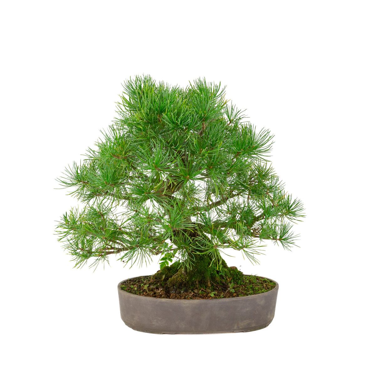 Pinus parviflora unglasierter ovaler Schale 25 cm, Höhe ~37 cm