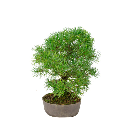 Pinus parviflora unglasierter ovaler Schale 25 cm, Höhe ~37 cm