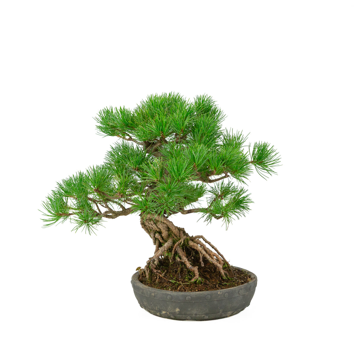 Pinus parviflora unglasierter runder Trommeltopf 20 cm, Höhe ~32 cm