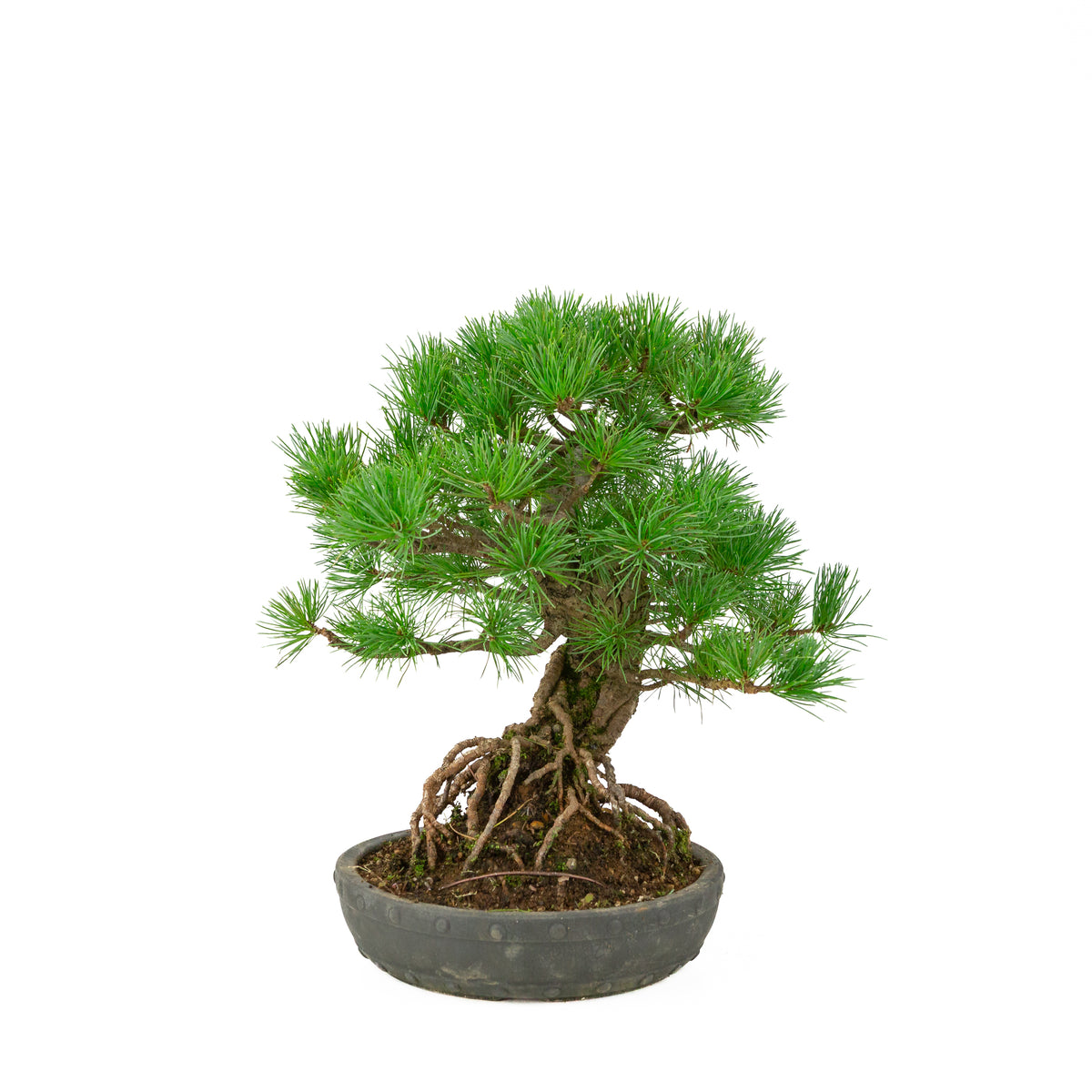Pinus parviflora unglasierter runder Trommeltopf 20 cm, Höhe ~32 cm