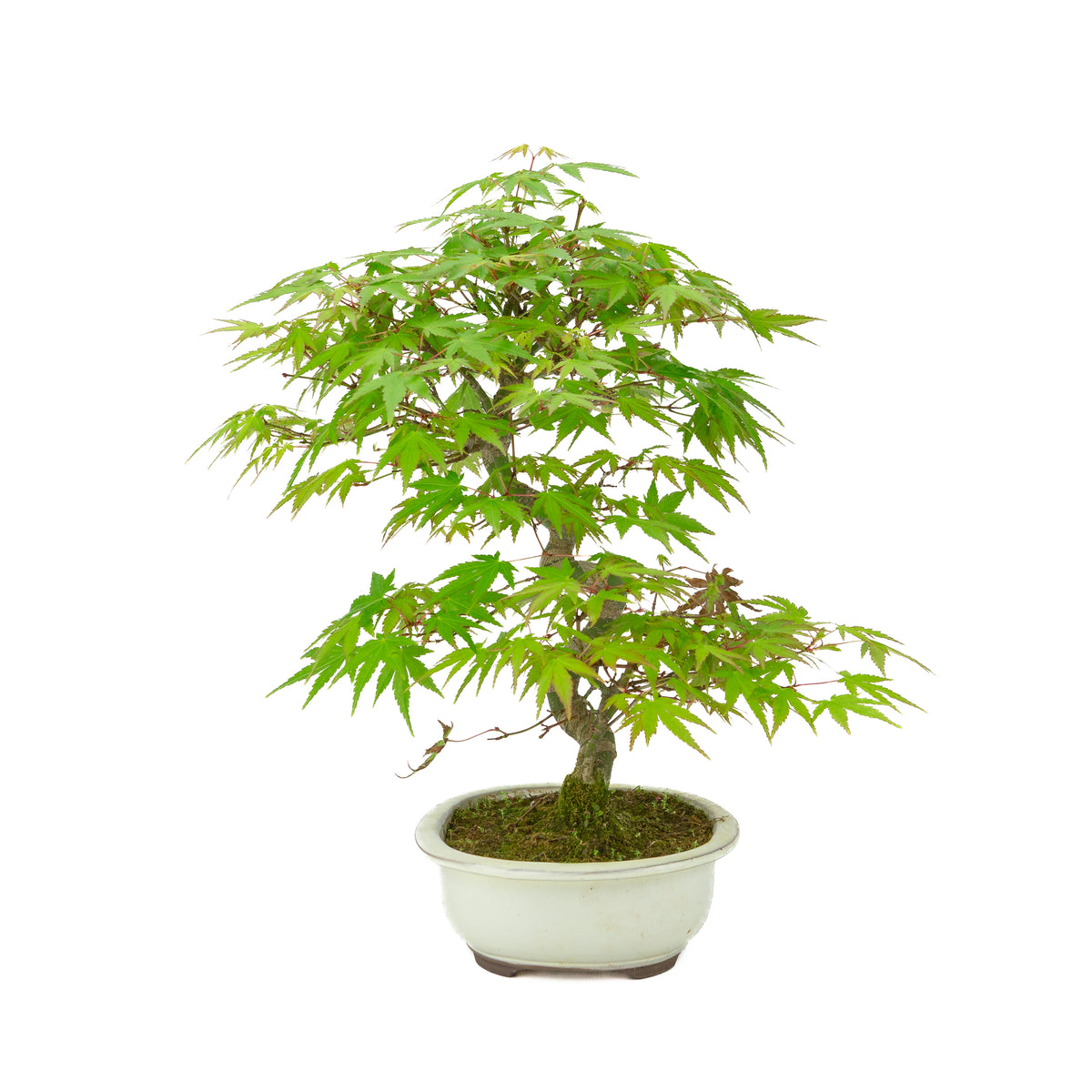 Acer palmatum cremefarbener ovaler Schale 20 cm, Höhe ~36 cm