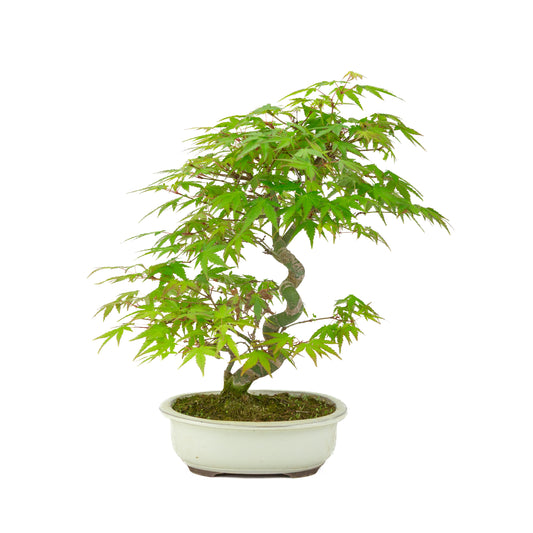 Acer palmatum cremefarbener ovaler Schale 20 cm, Höhe ~36 cm