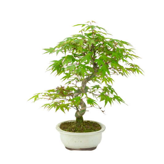 Acer palmatum cremefarbener ovaler Schale 20 cm, Höhe ~36 cm