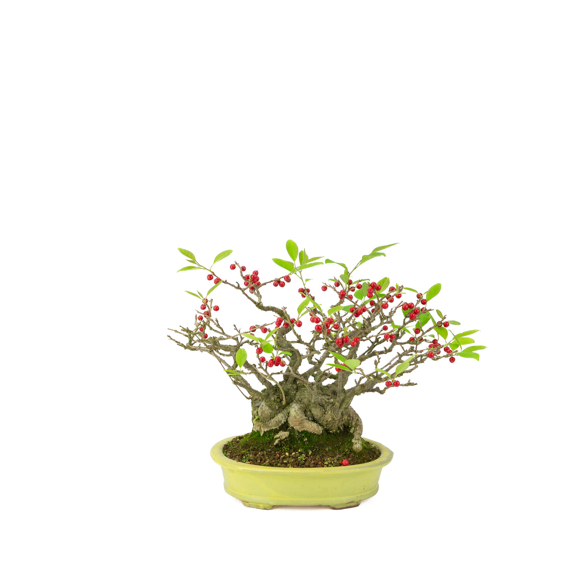Ilex serrata umemodoki, grün, ovale Schale, 18 cm Durchmesser, Höhe ca. 21 cm