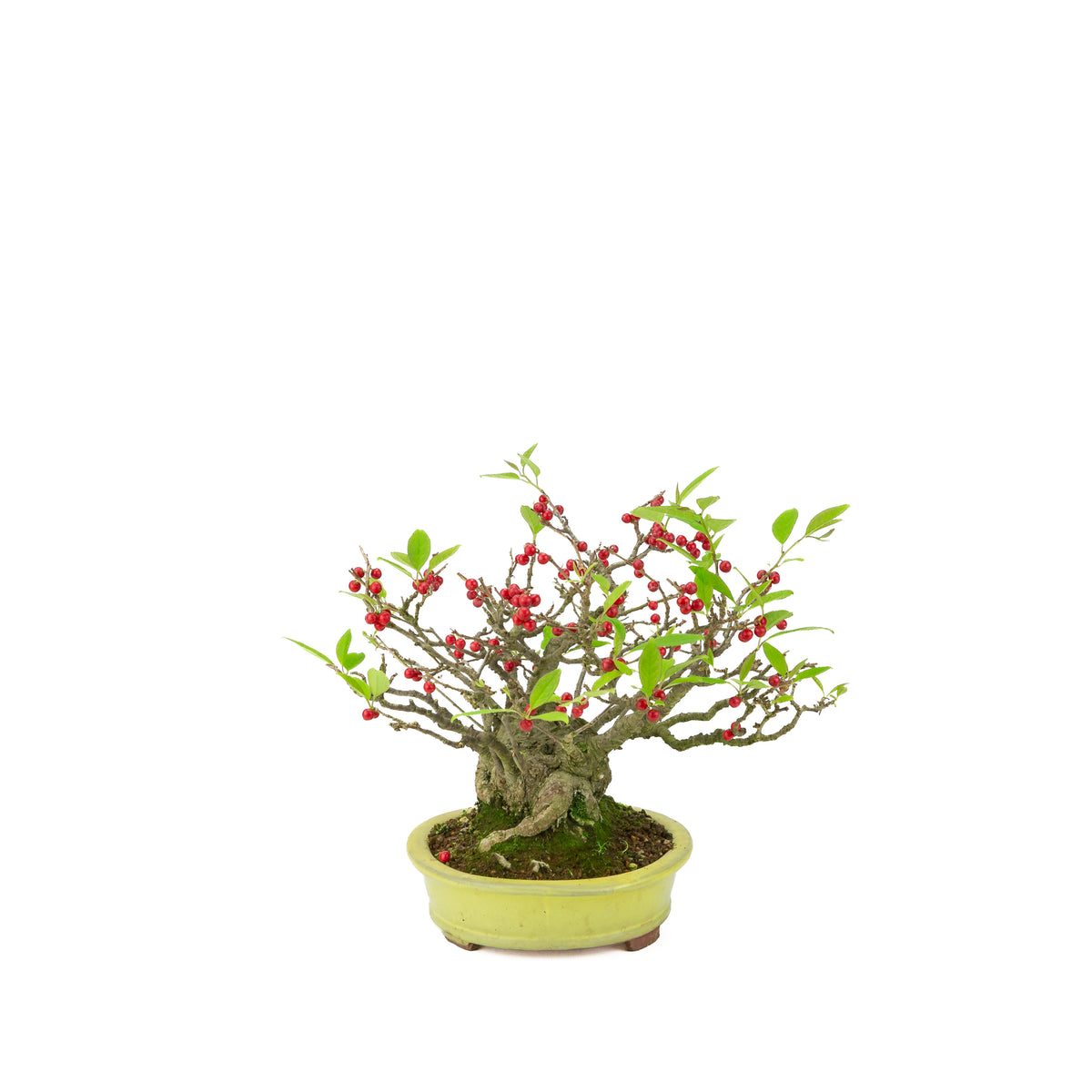 Ilex serrata umemodoki, grün, ovale Schale, 18 cm Durchmesser, Höhe ca. 21 cm