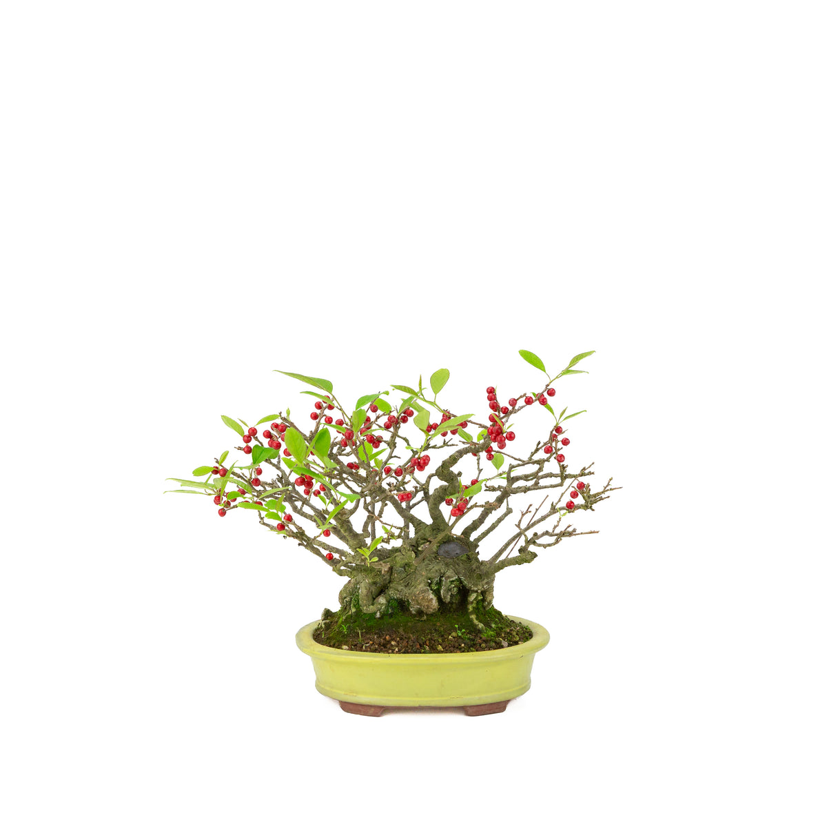Ilex serrata umemodoki, grün, ovale Schale, 18 cm Durchmesser, Höhe ca. 21 cm