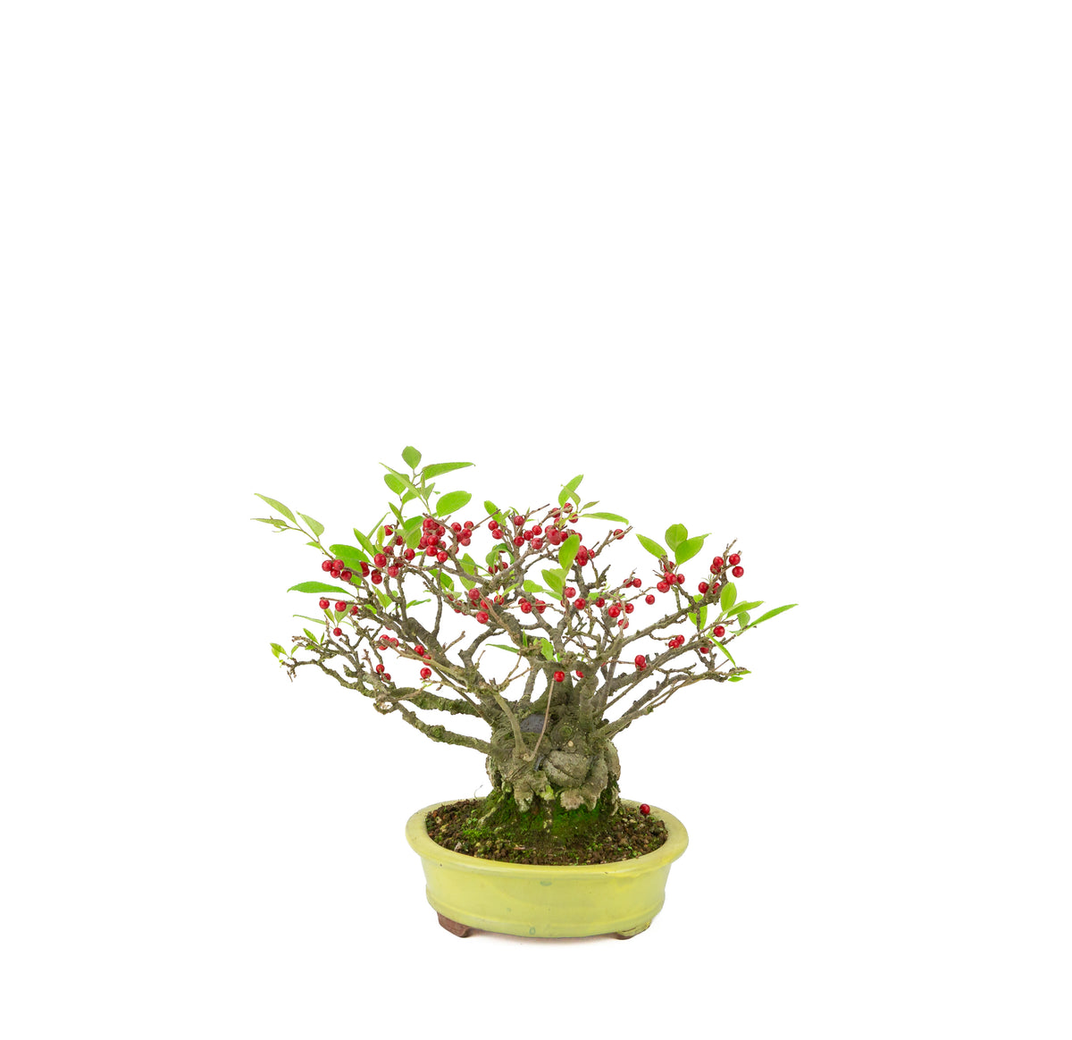 Ilex serrata umemodoki, grün, ovale Schale, 18 cm Durchmesser, Höhe ca. 21 cm