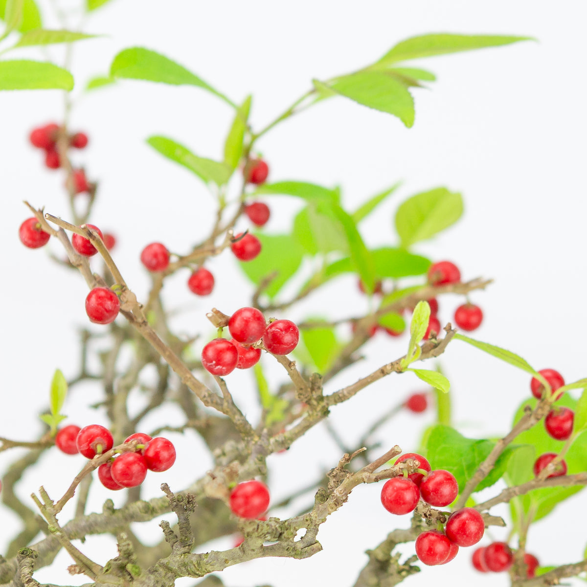 Ilex serrata umemodoki, grün, ovale Schale, 18 cm Durchmesser, Höhe ca. 21 cm