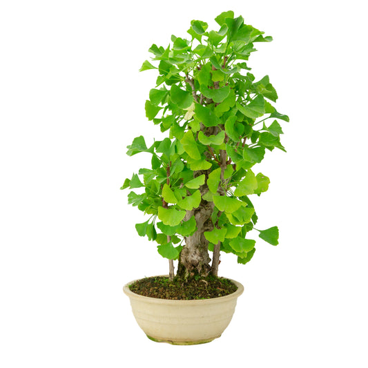 Ginkgo biloba cremefarbener runder Schale 20 cm, Höhe ~50 cm