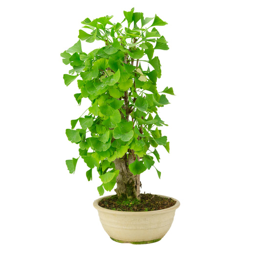 Ginkgo biloba cremefarbener runder Schale 20 cm, Höhe ~50 cm