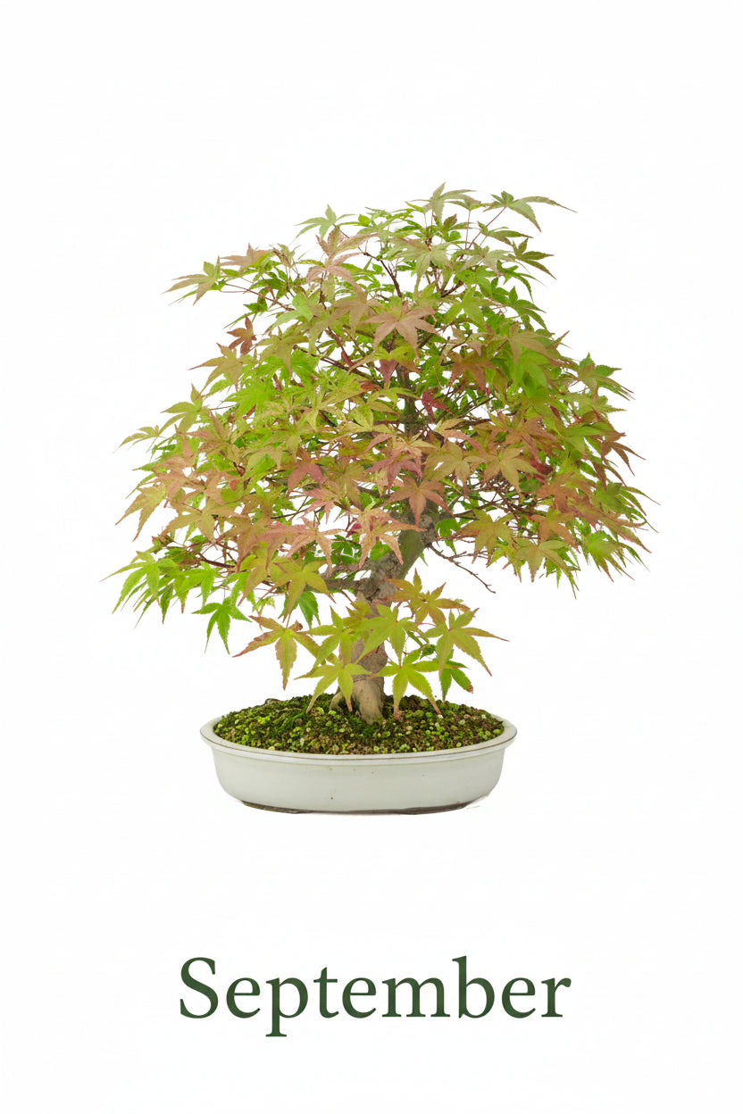 Acer palmatum 'Benichidori' (Japanischer Ahorn), Höhe ~38cm
