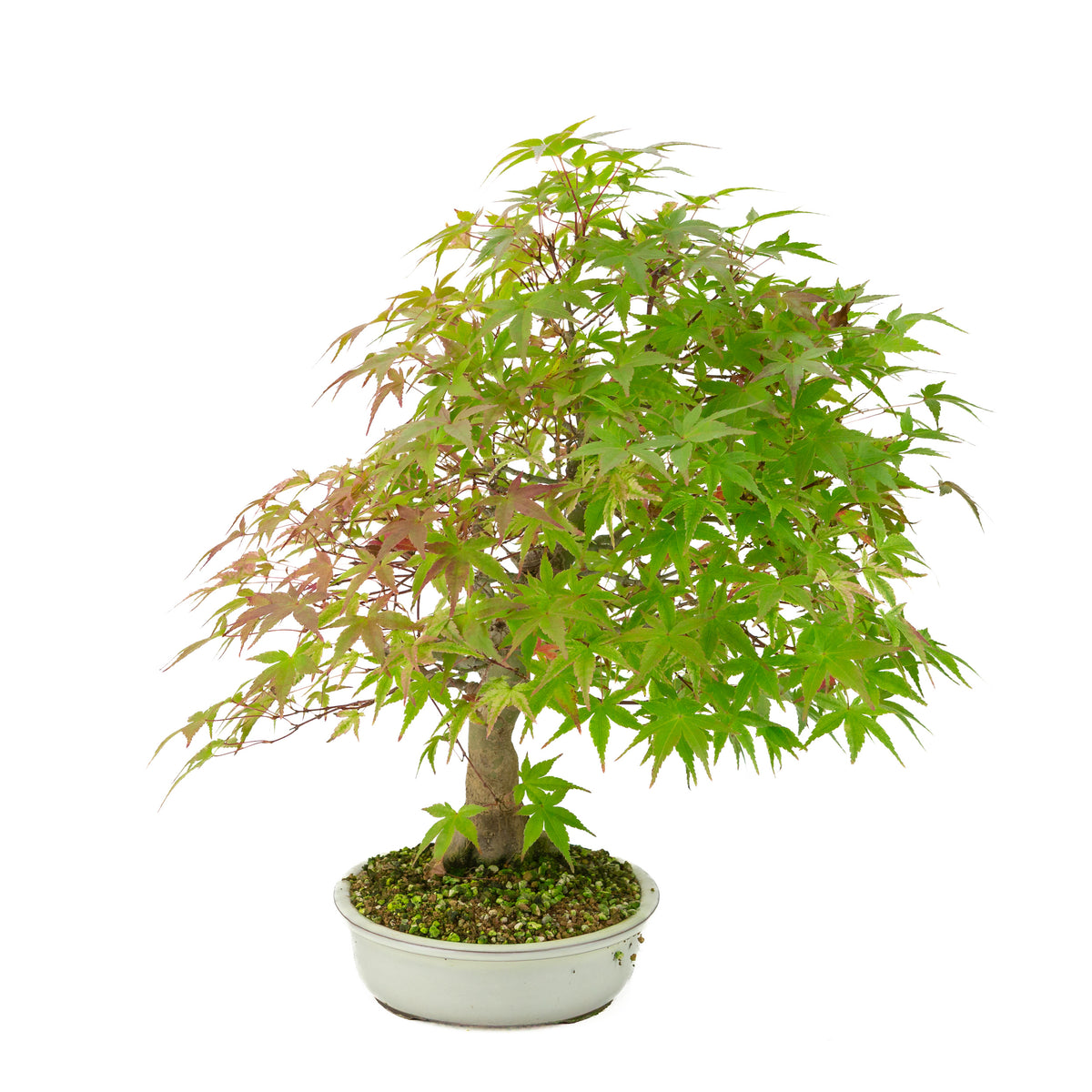 Acer palmatum 'Benichidori' (Japanischer Ahorn), Höhe ~38cm