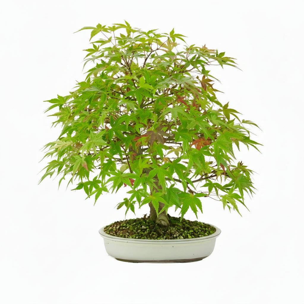 Acer palmatum 'Benichidori' (Japanischer Ahorn), Höhe ~38cm