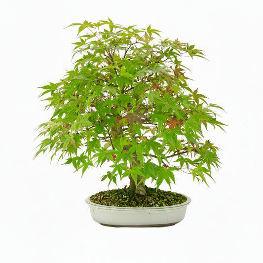 Acer palmatum 'Benichidori' (Japanischer Ahorn), Höhe ~38cm