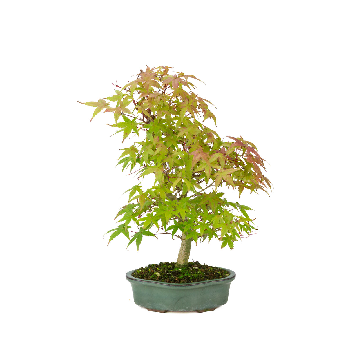 Acer palmatum Deshojo cremefarbener rechteckiger Schale 21 cm, Höhe ~52 cm